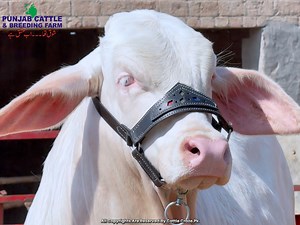 🔸CONTACT :0308-5964780 *PUNJAB CATTLE & BREEDING FARM* —————————————————— 💥💥COMING SOON💥💥 —————————————————— #PunjabCattle & #BreedingFarm 🔥#Breeder #SluggerBadshahResult #BestResults #Alhumdullillah | Cattle Craze.ρK