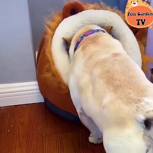 Funny 😆😸😹 | Pets Garden TV