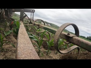Cultivating corn in Vermont