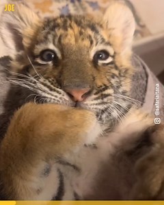 2.2M views · 55K reactions | This Tiger Cub is adorable ❤️ | Comedy JOE | Facebook