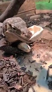 Giant Lizard eats Python Eggs! at Colorado Gator Farm | Wild Charles