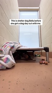 22K views · 33K reactions | Bella was having trouble getting noticed, and now she has people interested in taking her home. Dog day outs work!! | Julie Saraceno | Facebook