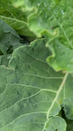 Harvesting sukuma wiki | Ndogo Farms