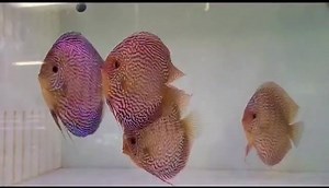 Some jumbo turqs to enjoy! Goldenstatediscus.com | Golden State Discus