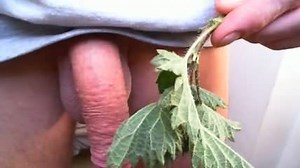 Stinging nettles on cock close up