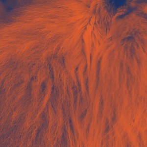 286 reactions · 34 shares | We ROAR because we have no fear. Our voices are meant to be heard. Join us in supporting Langston students today. | Langston University | Facebook