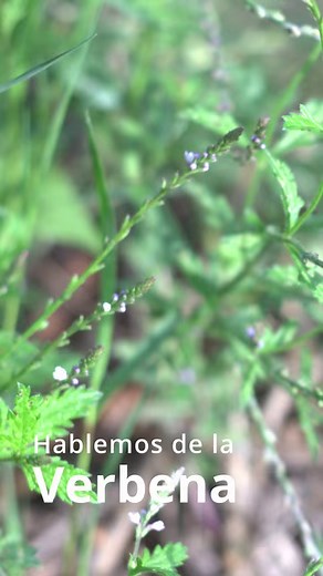 Verbena, verbena officinalis, esta sencilla plantita atiende grandes problemas de salud, conocela | Ehya Herbolaria
