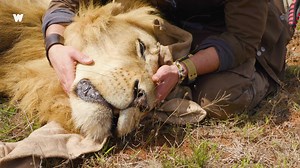 Coyote holds paws... with a lion?! This is one epic adventure that you'll have to see to believe! | Coyote Peterson