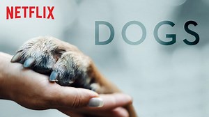 "Perros", el documental que reunirá historias conmovedoras