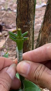 Sambung pucuk tanaman kopi #grafting #sambungpucukkopi #stekkopi #jangkauansemuaorang | Hijau Klorofil