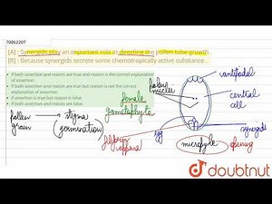 [A] : Synergids play an important role in directing the pollen tube growth . [R] : Because