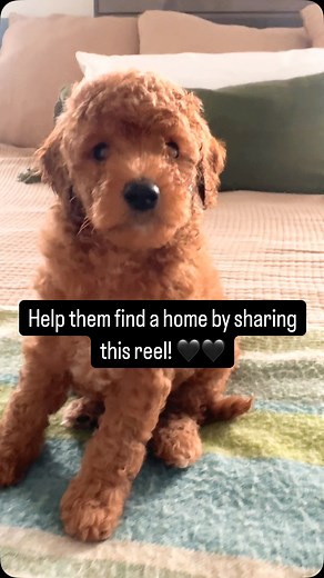 Go home day is around the corner! F1b mini goldendoodles Approximately 20-25lbs | First Coast Goldendoodles