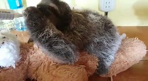 Baby rescued Bradypus Spirit thriving at the Sloth Sanctuary of Costa Rica. | Sloth Sanctuary Costa Rica