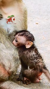 Oh after learn walking little cute newborn monkey try to get fresh milk, Monkey Camp 14.557K | MonkeyCamp