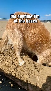 Dogs dig diggin! 😉 Luna and I celebrated her birthday at the beach, where she transformed into a seagull-bullying, hole-digging, driftwood-gnawing, wannabe surfing queen, all while graciously acknowledging her greeting everyone with a wet and sandy cuddle Unfortunately due to Lenny’s surgery, he couldn’t go because we couldn’t risk of sand getting in his repaired tear duct. Thankyou for all the kind comments, messages and shares on yesterday’s post for her birthday ❤️ #goldenretriever #digging 
