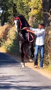 BEUTIFUL MARWARI BHANWAR STALLION 🏆“AALIZA”🏆 SIRED BY LAGEND “DILBAGH RANIA” GRAND SIRE BY LATE LAGEND “ALISHAAN ROHETGAR” OWNER- SHREE. MANGAL SINGH Ji SAYLA KULDEEP SINGH CONTACT NUMBER [ 919784991497] | Marwari Horse Breed