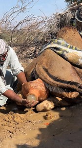 🏜️🐪 Interesting Desert Scene! Farmer Finds Something Unusual Behind the Camel! #followersreelsfypシ゚viralシfypシ゚viralシ | Desert Camels Lovers