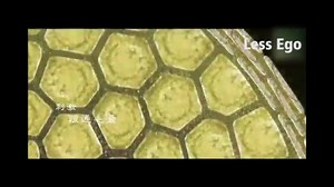 Rambut sihat dan bersih dengan Less Ego Shampoo. Less Ego sesuai diguna oleh lelaki dan perempuan. Dapatkan Less Ego segera dengan harga promosi limited di https://shope.ee/2fgHqH54yl | Cutemonster | Facebook