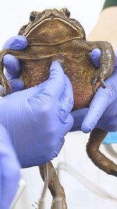 Omaha's Henry Doorly Zoo and Aquarium on Reels