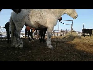 Horse stallion erection 485