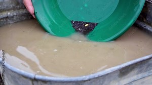 Gold panning black silt, sand, clay, and gravel alluvial deposits in green trap pan, wetting, soaking, fingering, agitating and washing in brown water, looking at nuggets, static close up portrait