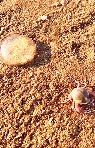 Attraper_Seafood_🦀🐙_ASMR_Relaxing_Catch_Shark | Réseau International Puissance de la Parole