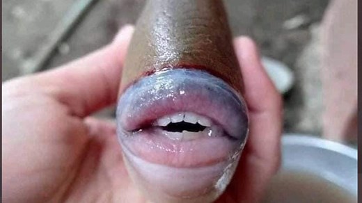 Discover the Great Barrier Reef