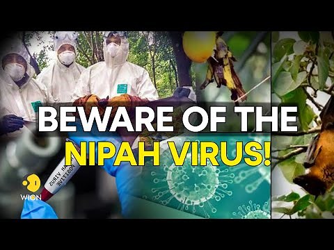 Nipah virus: What are the symptoms, precautions & treatment for the deadly virus? | WION Originals