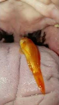 Female Saint Bernard goldfish Swallow 2 1080p