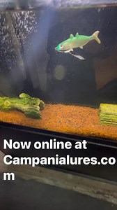 Our NEW 4” Campania Exclusive Halalu Paddletails are now Live on Campanialures.com! We recommend using BKK Titan Diver Size 3/0 weighted hooks. We’ll be restocking them online in a week or two! Make sure to grab our first run now online. These beauties will surely attract a strike, we’ve matched the hatch now it’s time to Hanapa’a! 🎣🎣🎣🎣 First run is limited so we can pound them out in a timely manner, don’t sleep on the drop 💯💯 mahalo fam! | Campania Lures