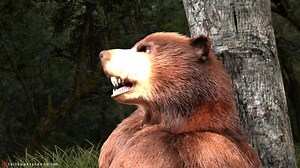 Grizzly furry gay bear sex part 2 of 3