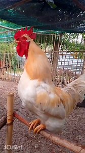 Adorable Rooster Crowing Sounds | Amazing Rooster Crowing Loudly Crowing is a type of singing vocalization produced by chickens. It is believed to be associated with demonstration of territory of power to other males and to attract the attention of females. Although both sexes have the ability to crow, it's typically more common in male chickens (roosters) since the desire to crow is fueled by the presence of testosterone. Dominant roosters will crow more than subordinate roosters and are usuall