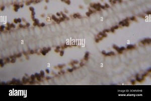 Agaricus section under the microscope