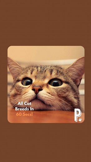 all cat breeds in 60 secs! 🐱❤️ #fyp #cat #cats #catsoftiktok #catlover #foryou #foryoupage #petsparade | Pets Parade