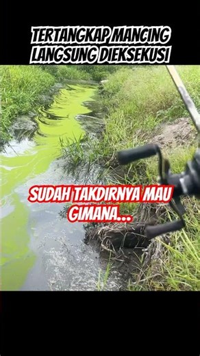 IKAN RAWA PALING ENAK..!!?CASTING GABUS - SHORTS