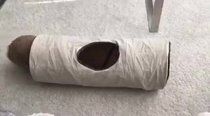 Bunnies are very smart! | Eddy & Rambo Bunny