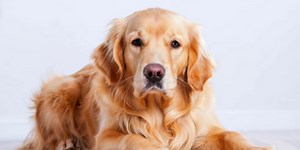 “Tucker the Gentleman” is a Golden Retriever with an amazingly courteous snacking style