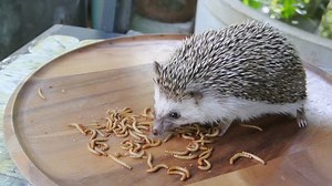 Hedgehog Eating Worm Stock Footage Video (100% Royalty-free) 34412086 | Shutterstock