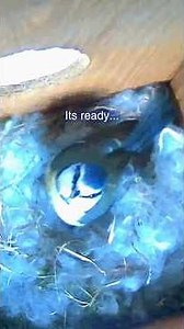 I Waited Weeks for This… Amazing Garden Bird Journey watch her live! #shorts
