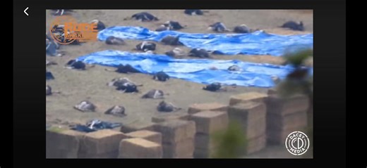 This video was taken by the Mike Rude . I screen recorded it in case the corrupt government or whoever decides to delete it..... this needs to be exposed. As well there are other videos of rcmp as well as the so called Marksmen 😂😂 "PUSSIES". and the illegal CFIA goons walking around the so called hot zone. Withought any PPE. 🤔. just a thought but I think because now all those individuals have contracted a very high deathly case of H5N1. THEY MUST BE CULLED. Rules are rules. Follow them ya goo