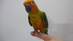 #E Sun Conure – Sc Suap #M Conure Matahari - Handfeed #C 太阳锥尾鹦鹉 - 太阳鹦鹉手养 1. English Please ⬇️Scroll Down⬇️ 2. BM 📲Tatal ke Bawah Halaman 💻 3. 🌐华语🌐请点击📥往下📱查询 📩 #E Details #ForAllPetLovers - With LICENSE & RING Number - Baby Handfeeding / Young / Adult / Pair * The Sun Conure is noted for its loud squawking compared to its relatively small size. The bird is capable of mimicking humans but not as well as some larger parrots. This being said, there are some amongst them that are very capable t