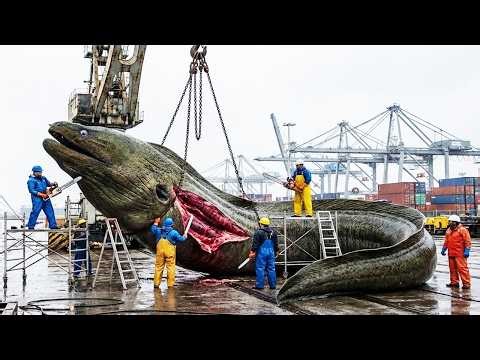 From the ocean floor to profit Fishermen hunt giant moray eels weighing over 5000kg in Europe