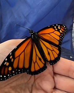 207K views · 3K reactions | How to spot the difference between male and female monarch butterflies 曆 | Furry Tails | Facebook
