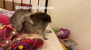 This video is such a joy to share because I honestly didn’t know if Olivia would survive accidentally consuming some of my muscle relaxant. This is such an important lesson for ALL PET OWNERS to supervise your beloved animals like crazy, triple check anywhere they play, sleep, etc. to make sure there is absolutely nothing they can eat, lick, get caught in, etc. I have read that even Labrador Retriever (puppies especially) will eat anything! When you walk your animals, make sure they don’t eat an