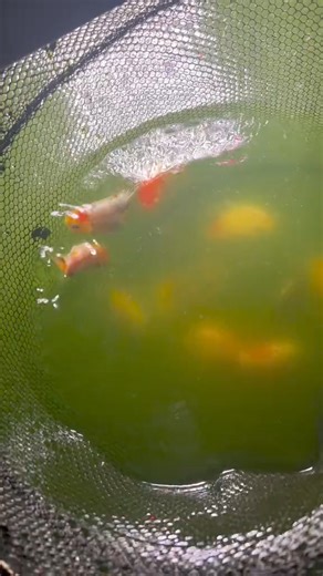 23K views · 279 reactions | Temperature has a huge affect on goldfish growth rate. Higher temperatures means faster growth! #fish #goldfish #aquarium | Luke’s Goldies | Facebook