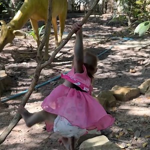 3.4K views · 118 reactions | Wow Linda Wear Pink Ballet Grown Dancing Amzing On Tree | Mr Jacky | Facebook