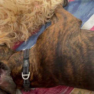 Naptime with Aunty Alison  | K9 Klub Doggy Daycare | Facebook