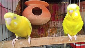 lutino budgerigar sounds and mating call #kolmishak #parakeet #budgie #budgerigarbird #lovebirds #Mirpur #birds #parrots #matingdance #matingsounds #seedmix | Kingdom of Hobbies