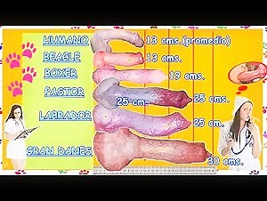 Complete guide to canine bestiality: Discover the knot and dog sex videos