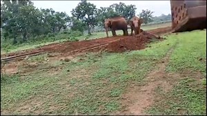 155K views · 1.6K reactions | Elephant v/s JCB . . . #wildelephant #ElephantAttack #hati #jungle #elephantlovers #wildlife #jcb #babyelephants #elephant #elephantlove #elephants #wildlifeplanet #rescue #ElephantAttack #attack #hati #BMW @highlight Chinmay Mahata | Chinmay Mahata | Facebook